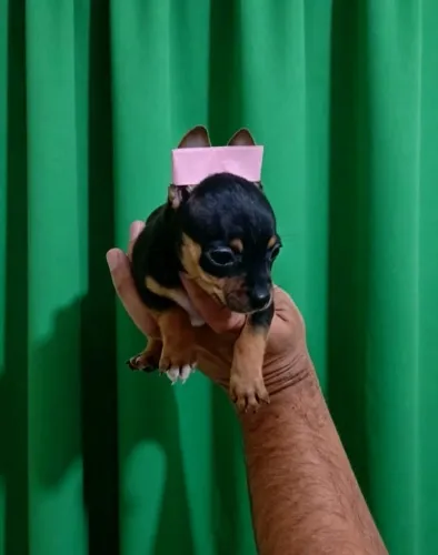 Pinscher Mini Disponível
