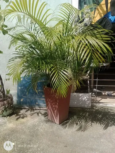 Palmeira em vaso areca bambú 