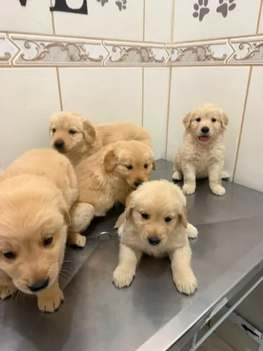 Goldem Retriever