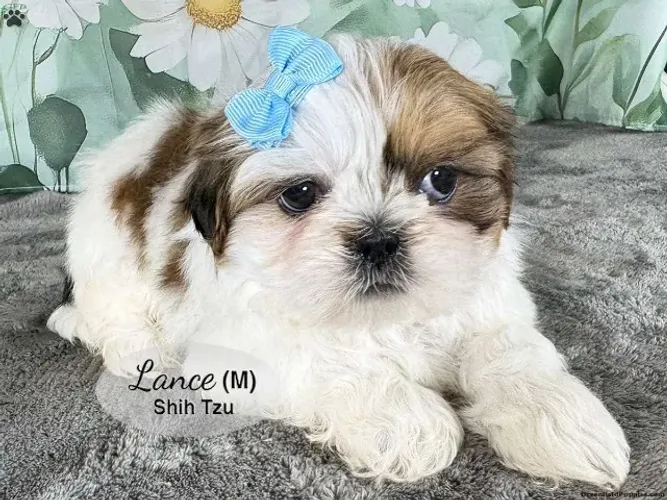 Shih Tzu lindo - fofura garantida