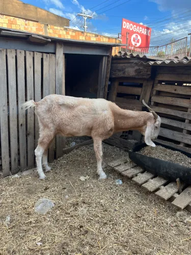 Cabras