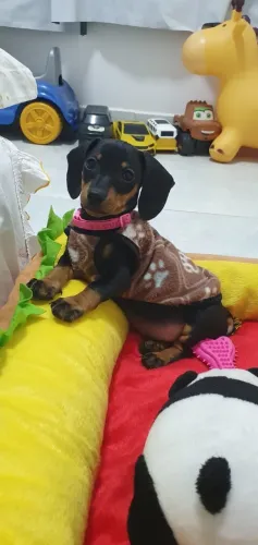 Fêmea e macho Basset Dachshund