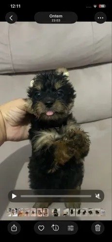 Cachorro 