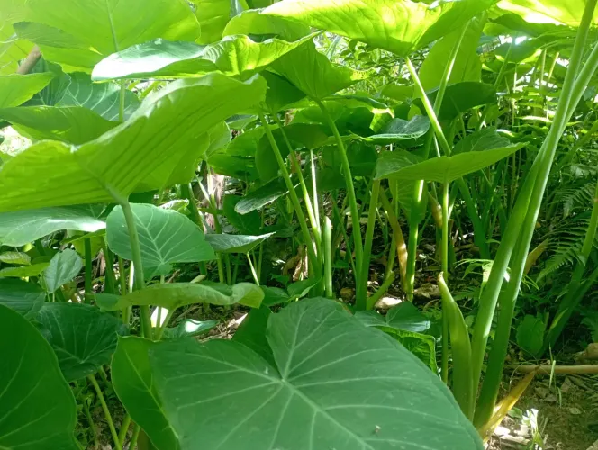 Mudas de Taioba e folhas para consumo