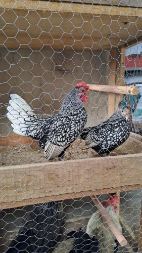 Casal de sebright prateado 