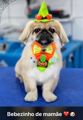 Procura se namorada pra cruzar com meu cachorro 