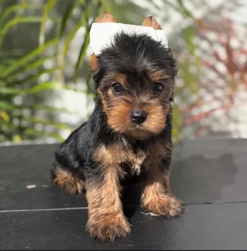 Yorkshire Terrier