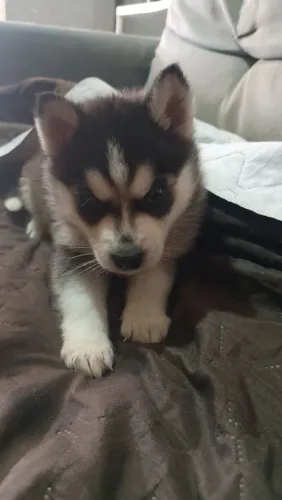 (faço por 1600)Filhotes Husky siberiano fêmea preto e branco e marrom(reserva o seu)