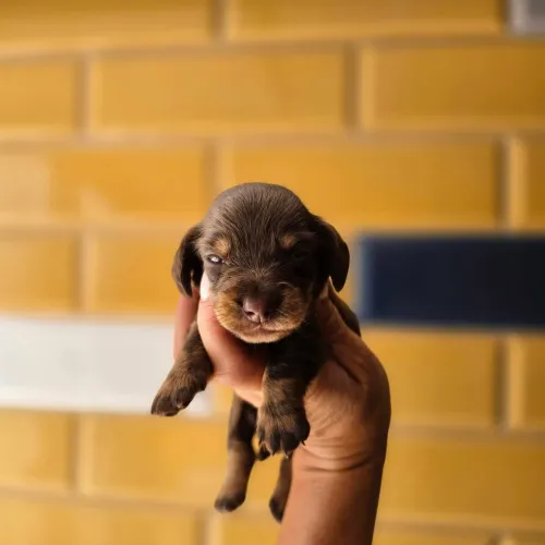 Dachshunds