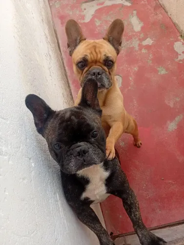 2 buldogues, 1 macho e 1 fêmea