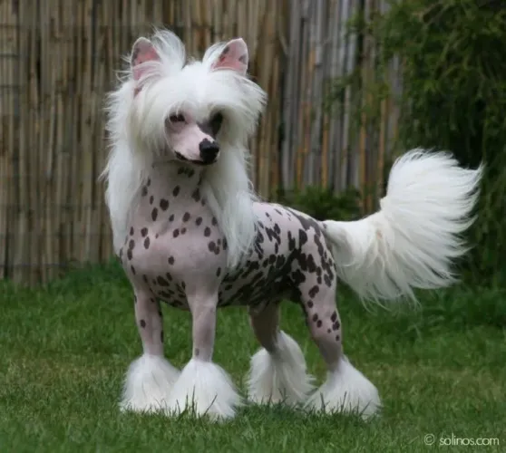 Cão da Crista chinesa