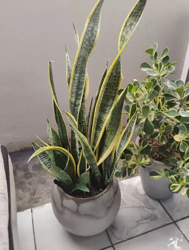Plantas