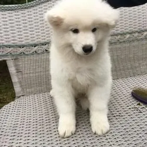 Samoyeda,Samoyeda Filhote de Estrutura Excepcional e Aparência Deslumbrante