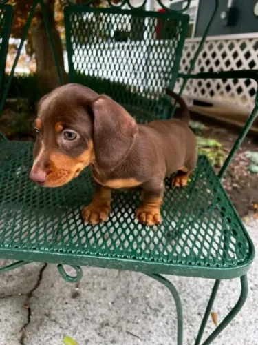  Dachshund - Filhotes para Quem Busca um Companheiro Especial