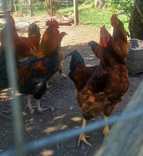 Frangos caipira