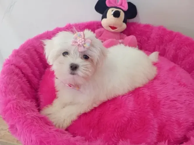 Linda fêmea de Maltês