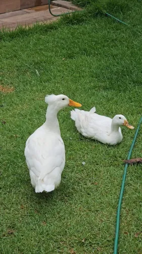 Casal de marreco patos