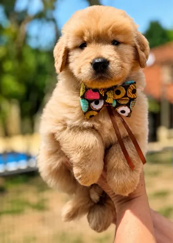 Filhote de Golden Retriever Macho