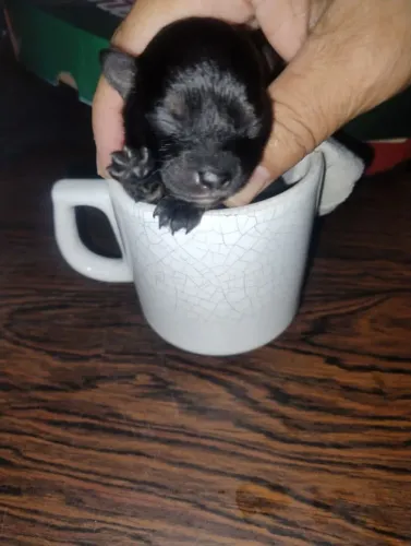 Filhote de pinscher fêmea e macho