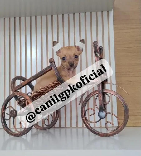 Pinscher macho e fêmea miniatura!