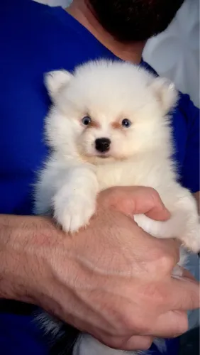 Lulu da Pomerânia