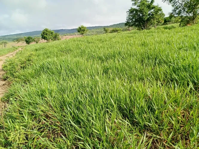 601 ha=1.384 tarefas Ubaira-St.Inês-Ba