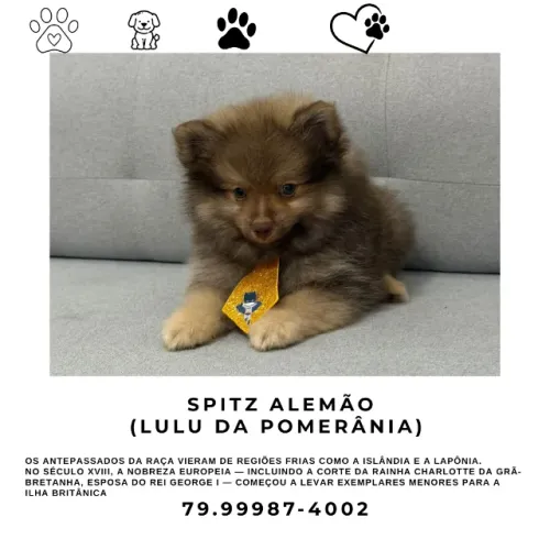 VENDE SE SPITZ ALEMÃO (LULU DA POMERÂNIA) MACHO