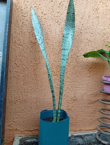 Planta