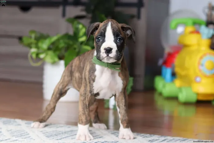 Boxer Com pedigree 