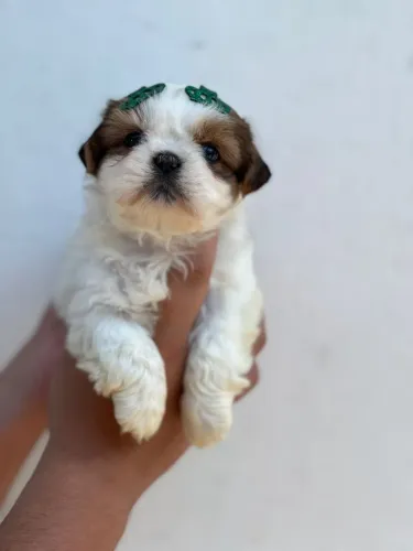 Shih Tzu lindo esperando uma família