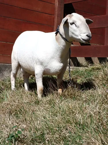 Dorper x White Dorper 