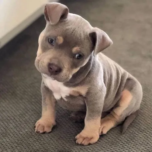 American Bully - Filhotes Encantadores 