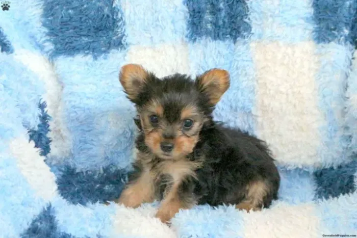 Yorkshire Terrier,Yorkshire Terrier Filhote Muito Amoroso e Dócil