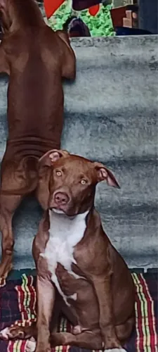 Vendesse filhotes de pitbull 