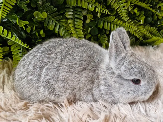 Ultimos mini coelhos disponíveis de setembro ?