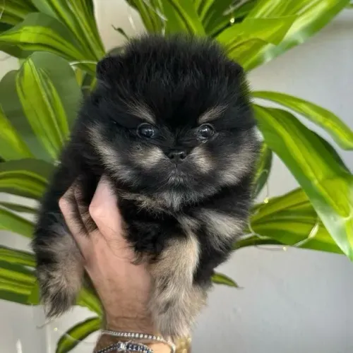 Filhotes de Spitz Alemão | Quem ama cachorro nunca está sozinho.