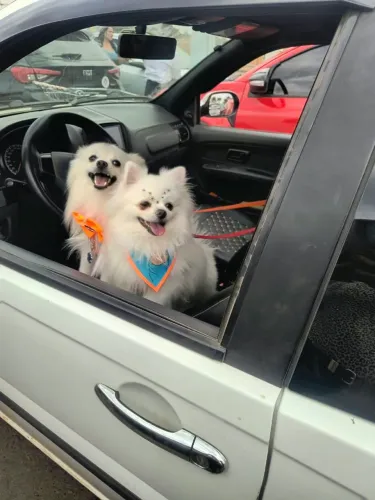 Lulu da palmerania