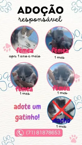 Gatinhos para adoção 