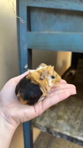 Porquinho da índia abssinio