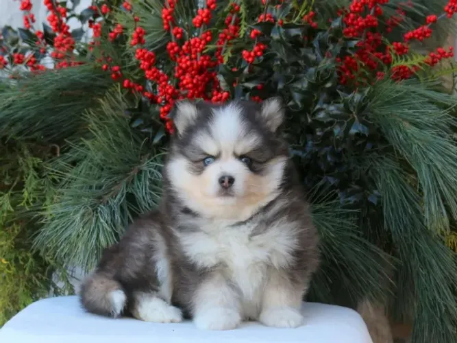 Husky Siberiano filhotes à venda - oportunidade