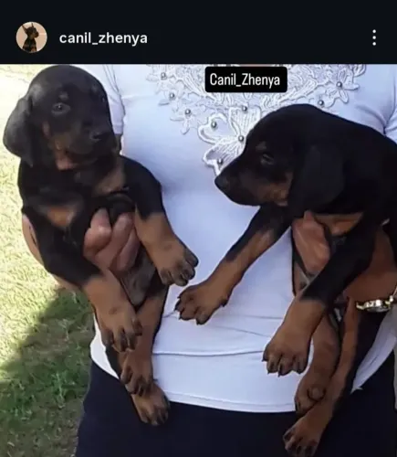 Filhotes de Doberman disponíveis