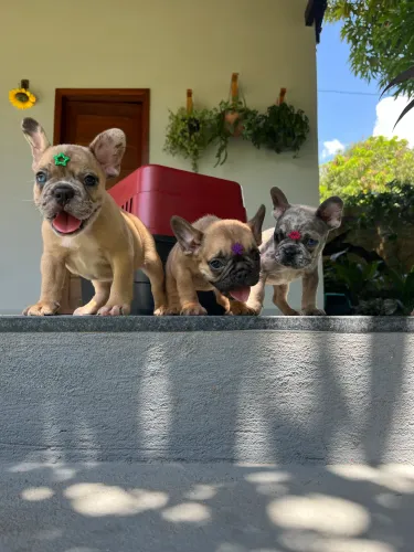 Bulldog Francês Exóticos