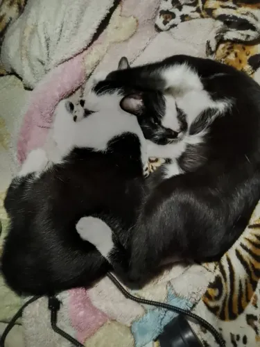 Gatas para doação , uma está prenha !