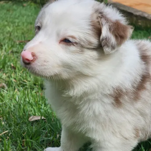 Filhote de Border Collie Red Merle machinho