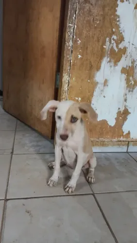 Filhote femea disponível para adoção 