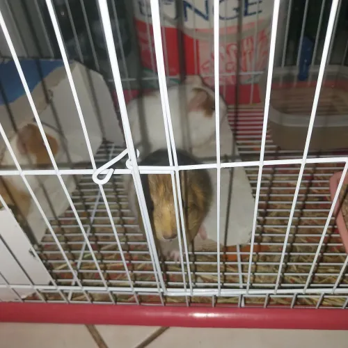 Porquinho da Índia