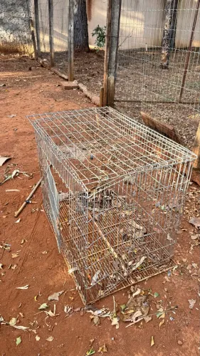 Gaiolas de ferro
