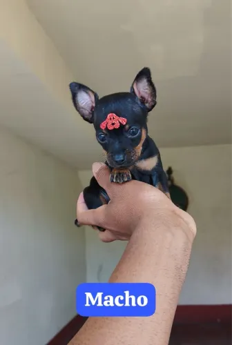 Pinscher preta e canela e caramelo com 64 dias