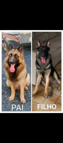 PASTOR ALEMÃO, MACHO, DISPONÍVEL PARA CRUZA.