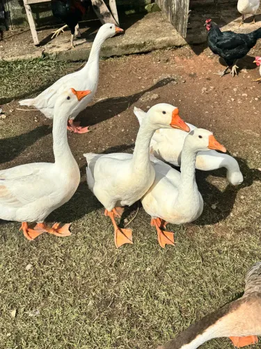 GANSOS SINALEIROS CHINÊS BRANCO.